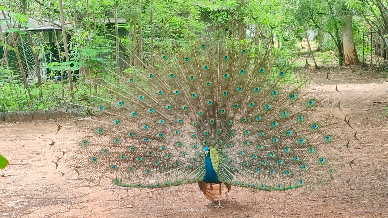 ஓஷோ சாஸ்வதம்